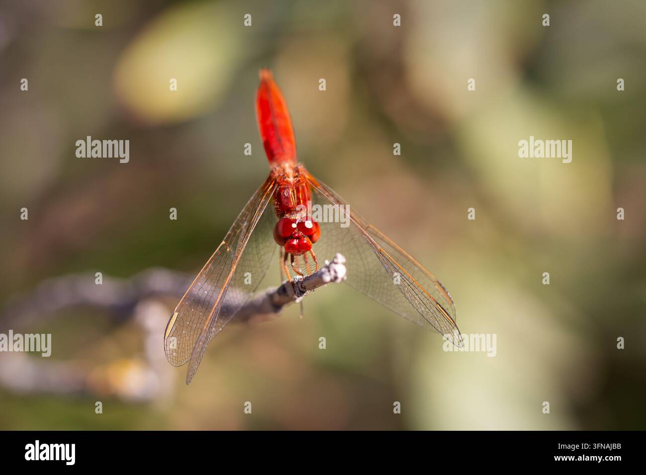 Libellula scarlatta - Crocothemis Erythraea Foto Stock