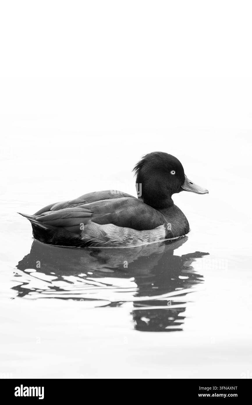 Anatra moriglione Aythya Fuligula (bianco e nero) Isolato Foto Stock