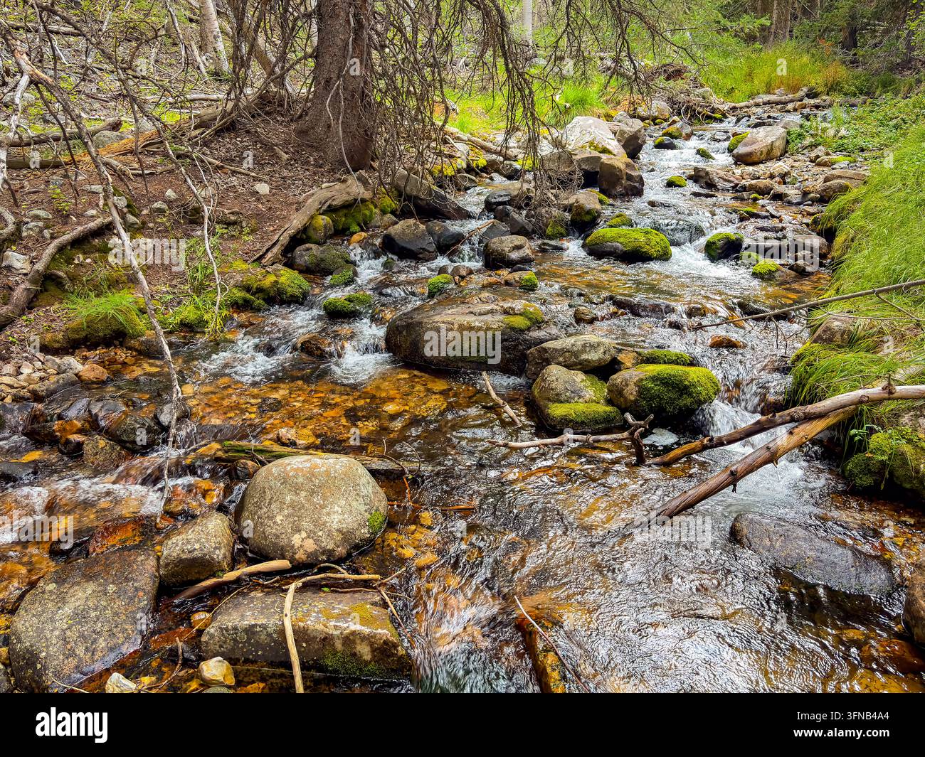 Ruscello di montagna limpido che scorre attraverso una lussureggiante foresta di pini sul Baker Creek Loop nel Great Basin National Park, Nevada Foto Stock