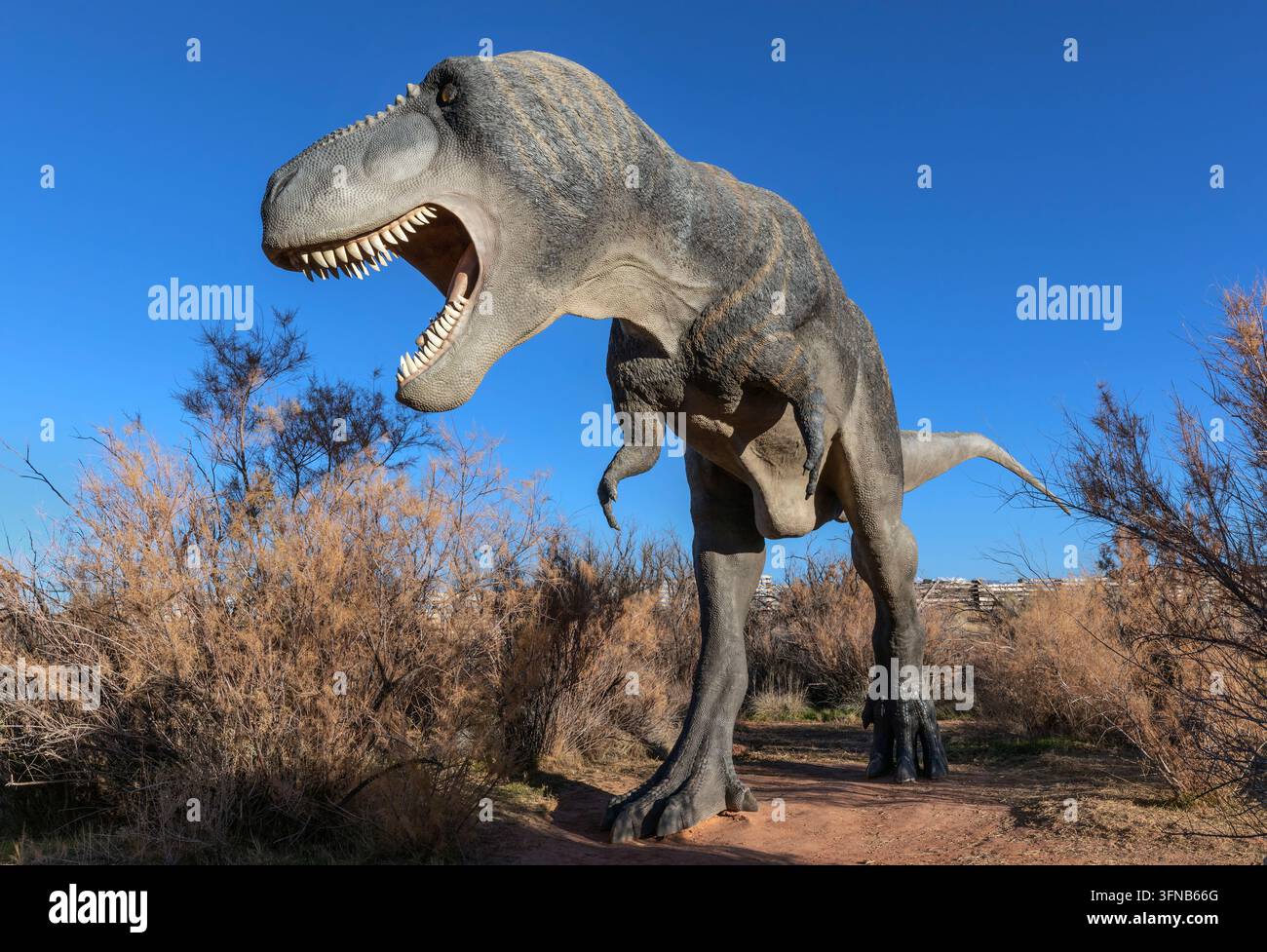 Replica in grandezza naturale di dinosauro Tyrannosaurus rex che ruggisce con le fauci aperte sul sentiero all'aperto tra arbusti secchi al Moab Giants Museum, Moab, Utah, USA Foto Stock