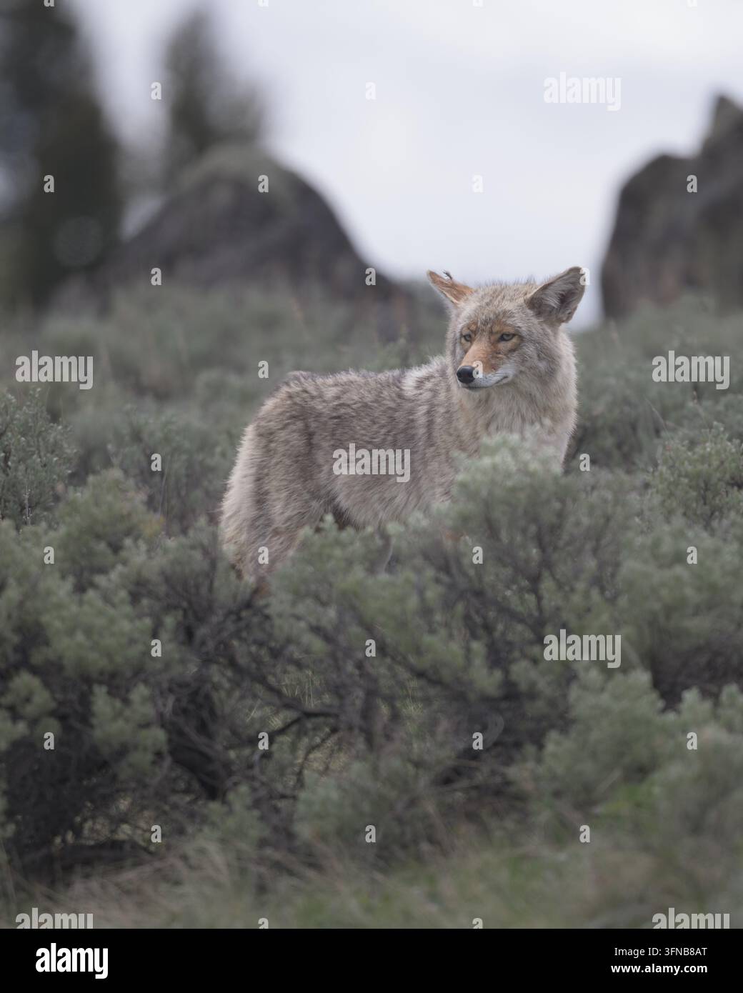 Un coyote selvatico (Canis latrans) che si muove attraverso l'habitat di arbusti di salvia tra Mammoth Hot Springs e Tower Junction nello Yellowstone National Park, Wyoming, U Foto Stock