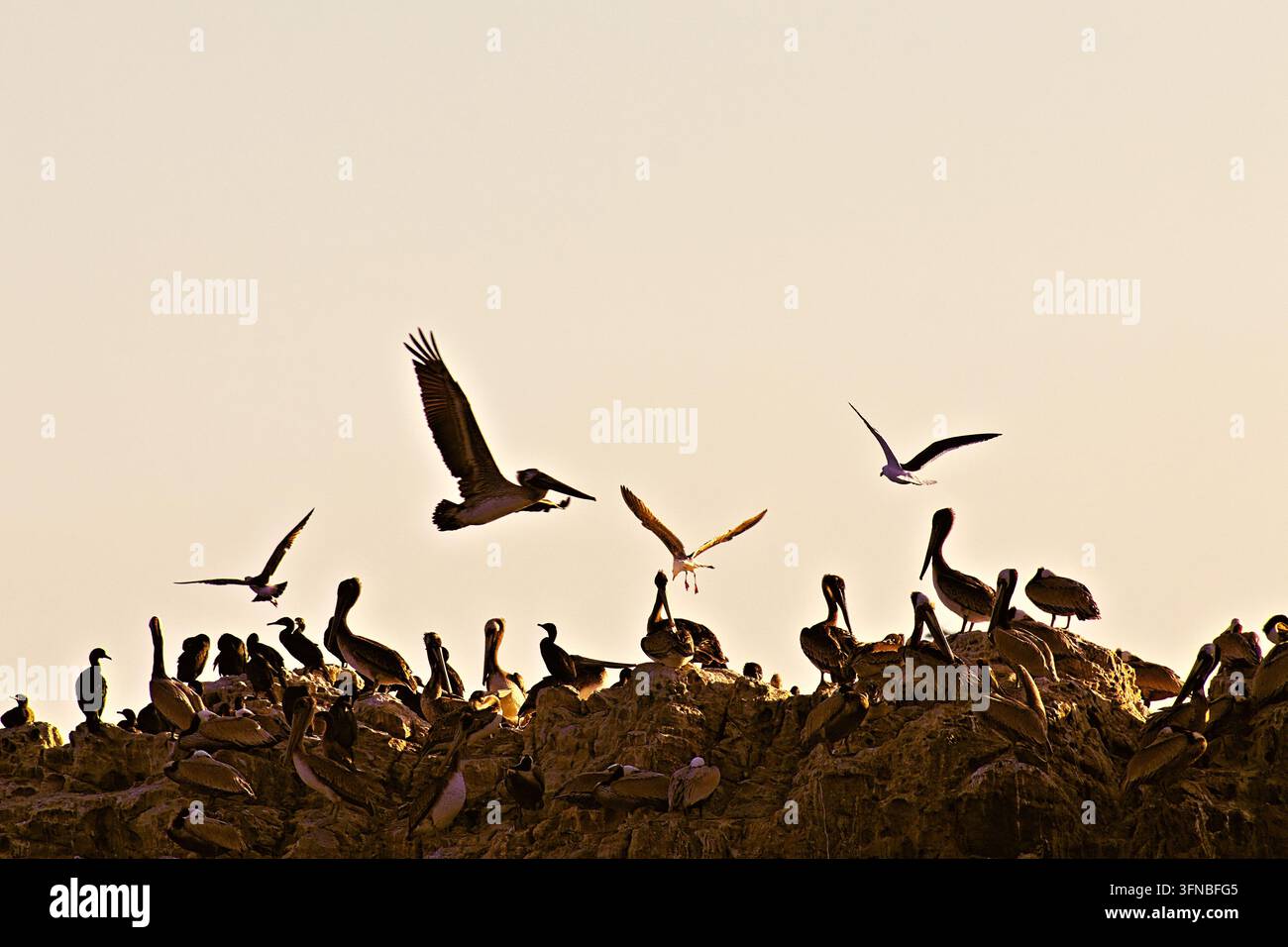 Silhouetti di pelicani e cormorani volano sopra una colonia affollata. Gli uccelli si radunano su scogliere rocciose contro un tramonto caldo e luminoso. Ali spalancate in mi Foto Stock