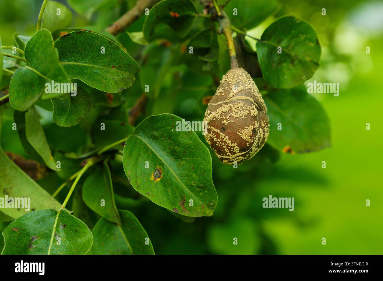 Frutta di pera colpita dalla malattia della monilinia marcia bruna, primo piano Foto Stock
