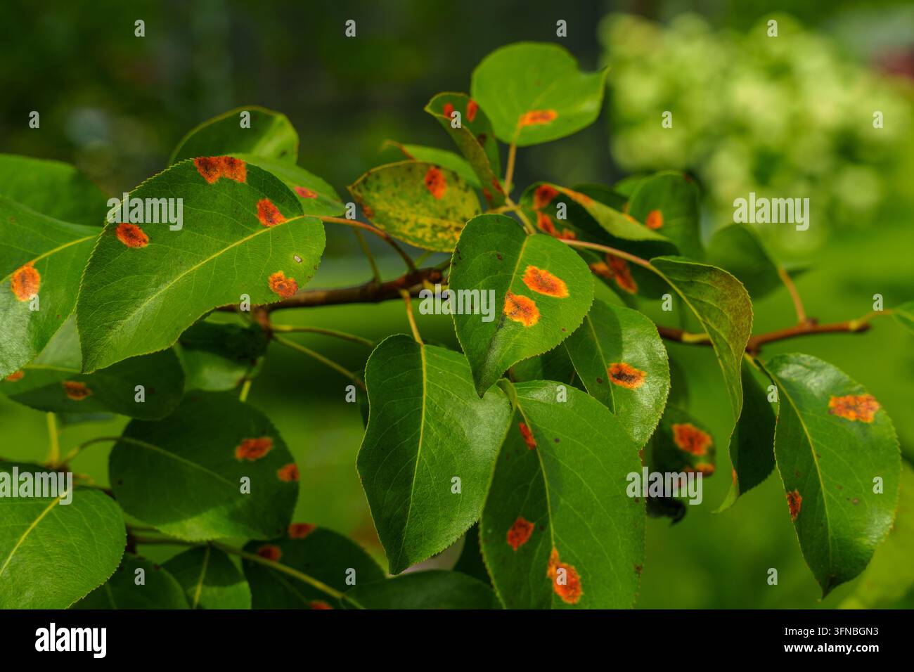Malattia della ruggine dei piselli con macchie arancioni brillanti su foglie verdi Foto Stock