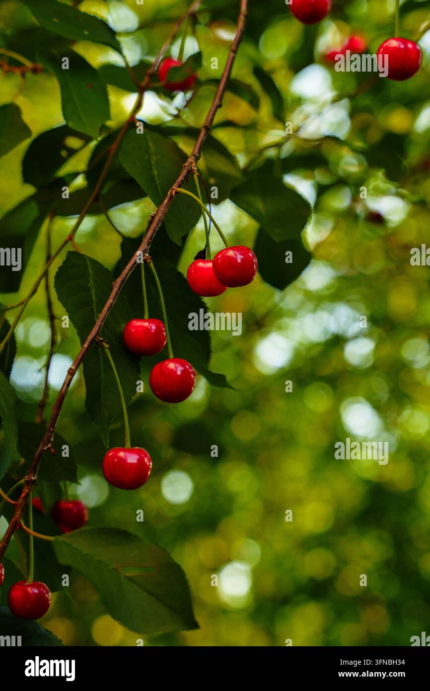 Prima di rami con bacche di ciliegie rosse su un albero, foglie verde brillante Foto Stock