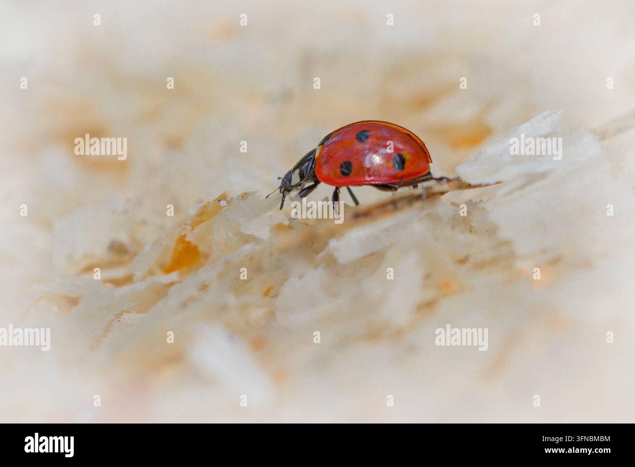 Coccinella a sette punti (Coccinella septempunctata) in riposo su legno pallido, con elitre rosse brillanti con punti neri distinti e una testa scura Foto Stock