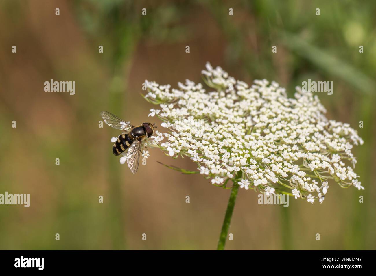 Moscarda (Scaeva) posata su un fiore di carota selvatica, con segni neri e gialli e ali delicate su uno sfondo naturale leggermente sfocato Foto Stock