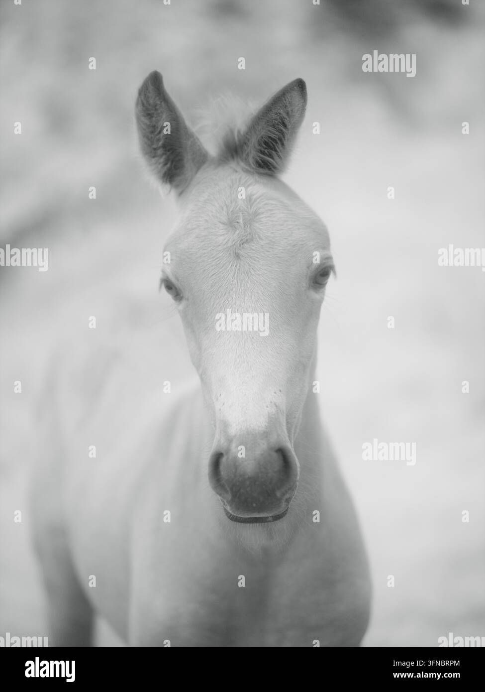 Un cavallo di colore chiaro si trova in un ambiente naturale catturato con un filtro a infrarossi. L'immagine evidenzia caratteristiche e dettagli unici nel vicino infrarosso Foto Stock