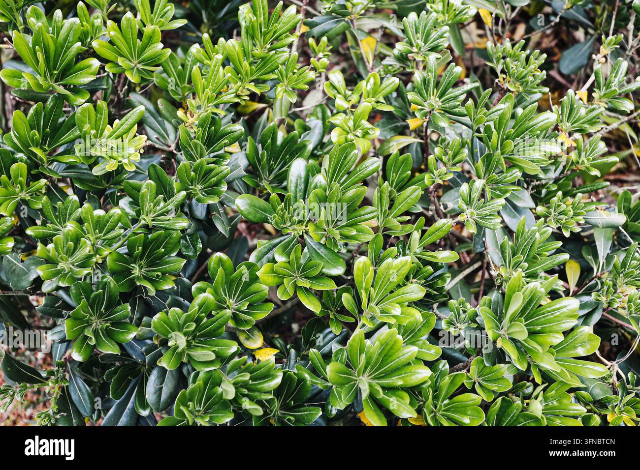 Fogliame denso e verde di arbusti sempreverdi all'aperto. Sfondo naturale per la vegetazione del giardino, piante ornamentali, texture botanica e paesaggistica. Foto Stock