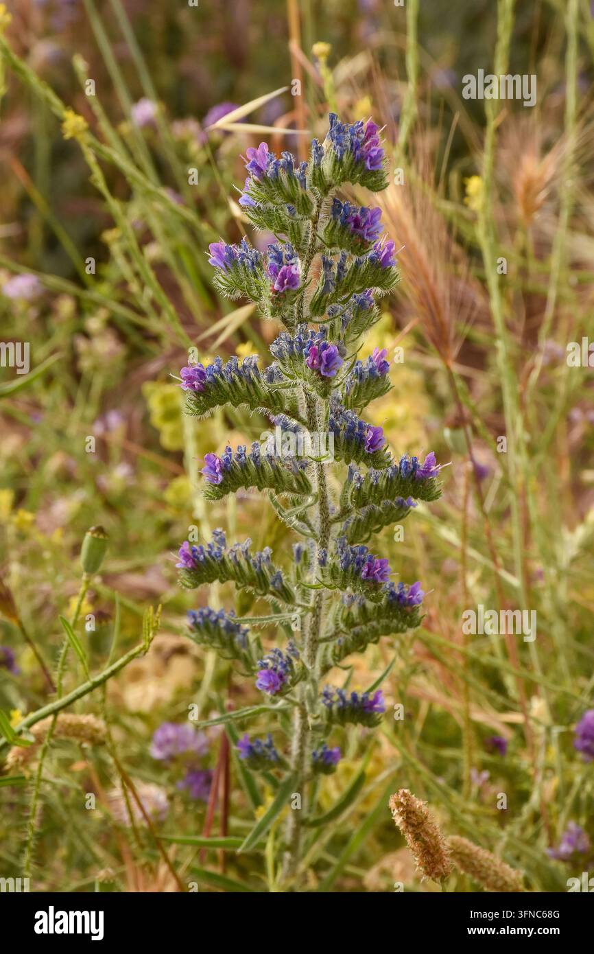Fiori viola crescono alti tra l'erba verde in un campo durante la stagione primaverile con la luce del sole che splende. Foto Stock