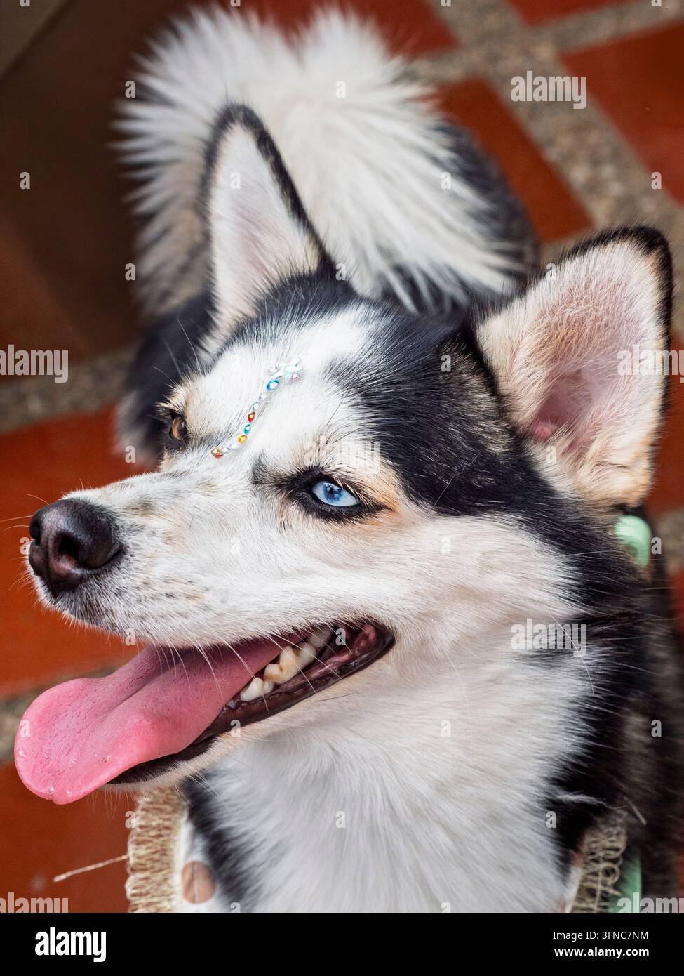Un primo piano di profilo di un piccolo cane Pomsky, un incrocio tra un husky siberiano e un pomeraniano, con occhi blu sorprendenti, seduto all'aperto. Foto Stock
