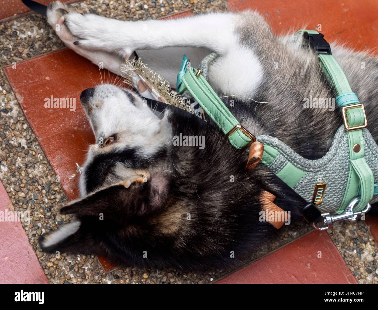 Un primo piano di profilo di un piccolo cane Pomsky, un incrocio tra un husky siberiano e un pomeraniano, con occhi blu sorprendenti, seduto all'aperto. Foto Stock