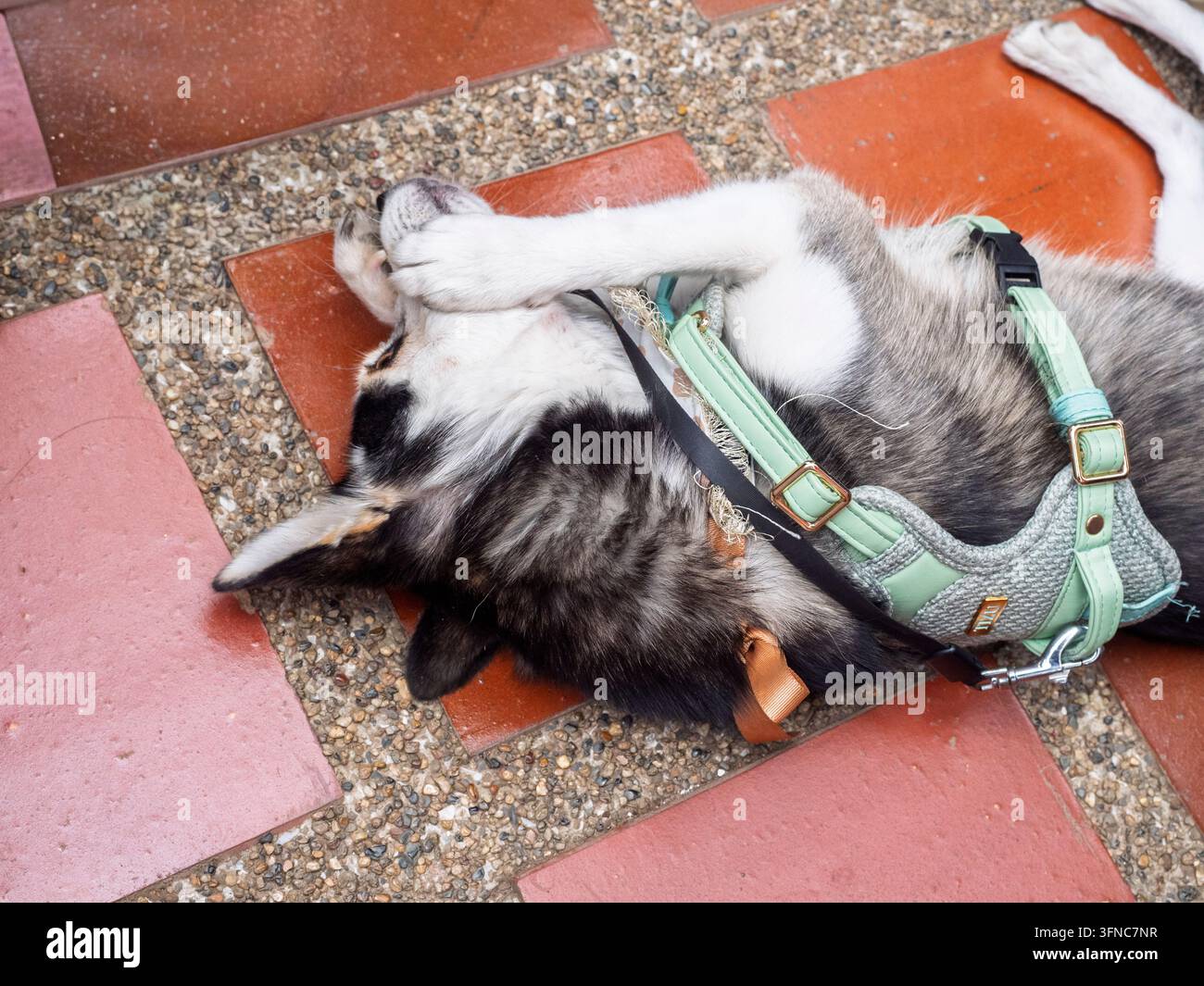 Un primo piano di profilo di un piccolo cane Pomsky, un incrocio tra un husky siberiano e un pomeraniano, con occhi blu sorprendenti, seduto all'aperto. Foto Stock