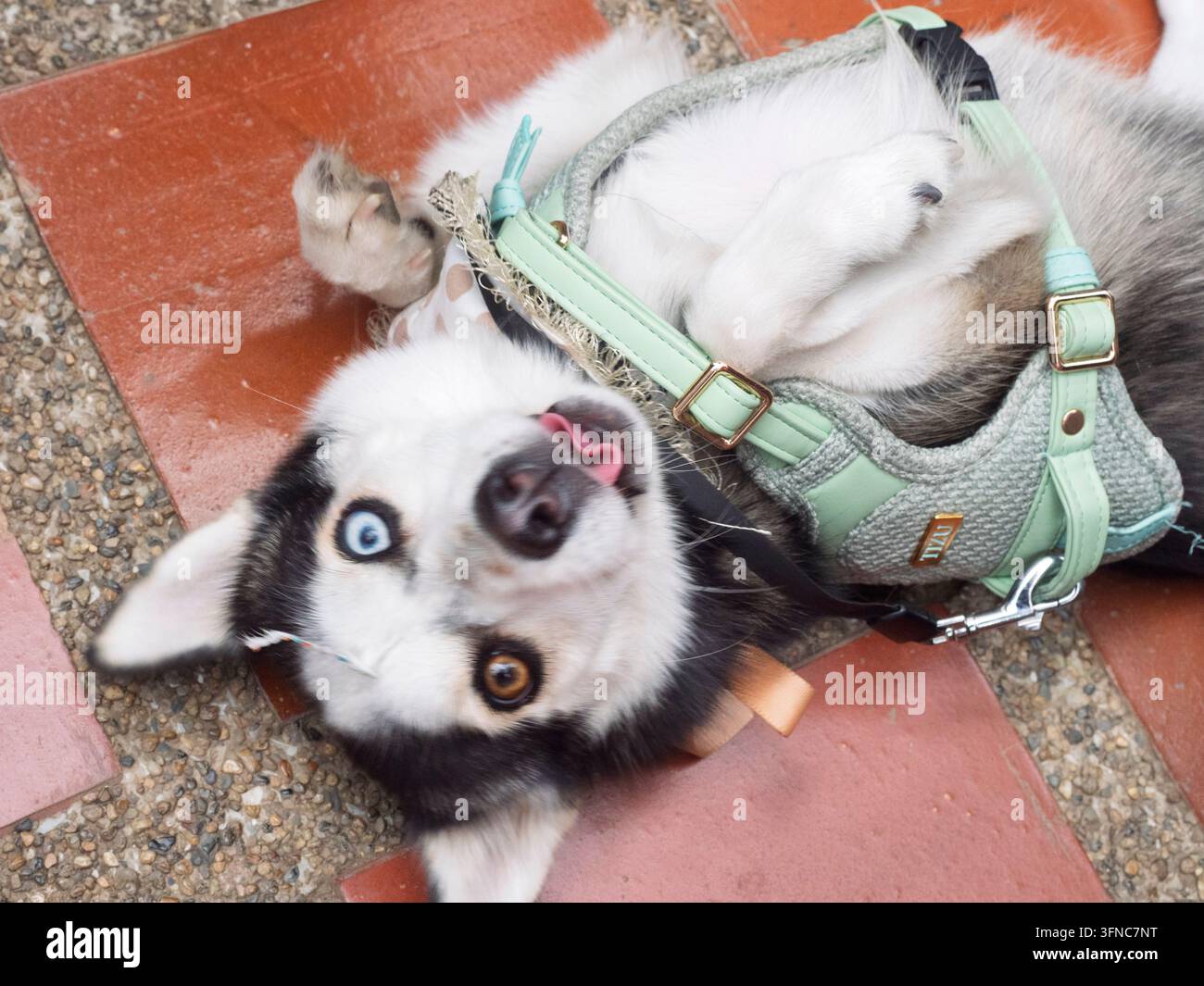 Un primo piano di profilo di un piccolo cane Pomsky, un incrocio tra un husky siberiano e un pomeraniano, con occhi blu sorprendenti, seduto all'aperto. Foto Stock