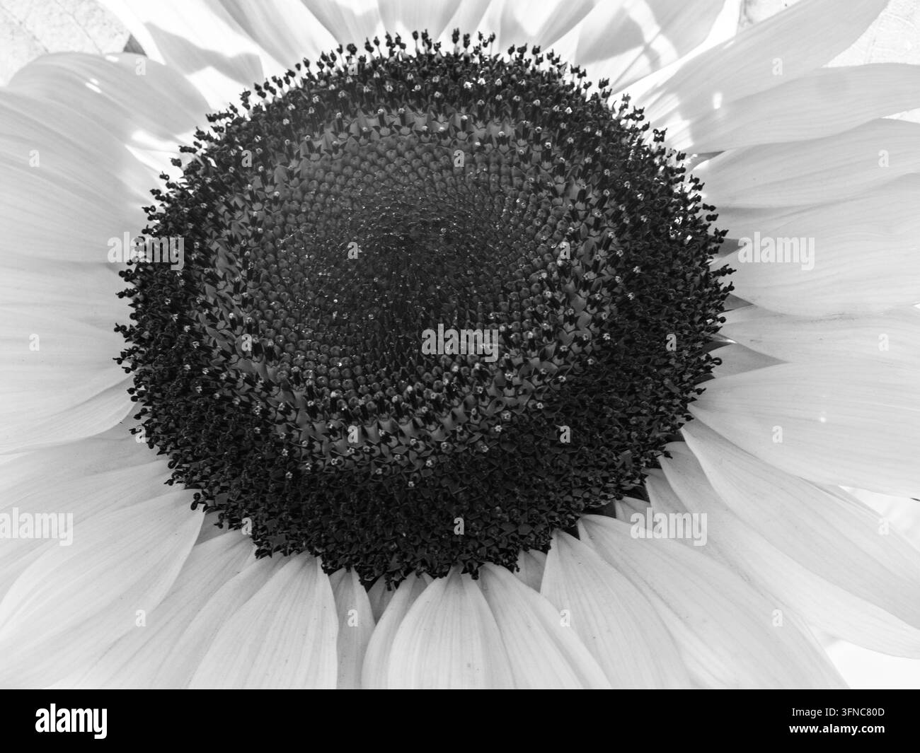 Una fotografia macro in bianco e nero di un'ape carpentiere nera o di un bombo che raccoglie polline sul disco centrale intricato di un girasole giallo brillante Foto Stock