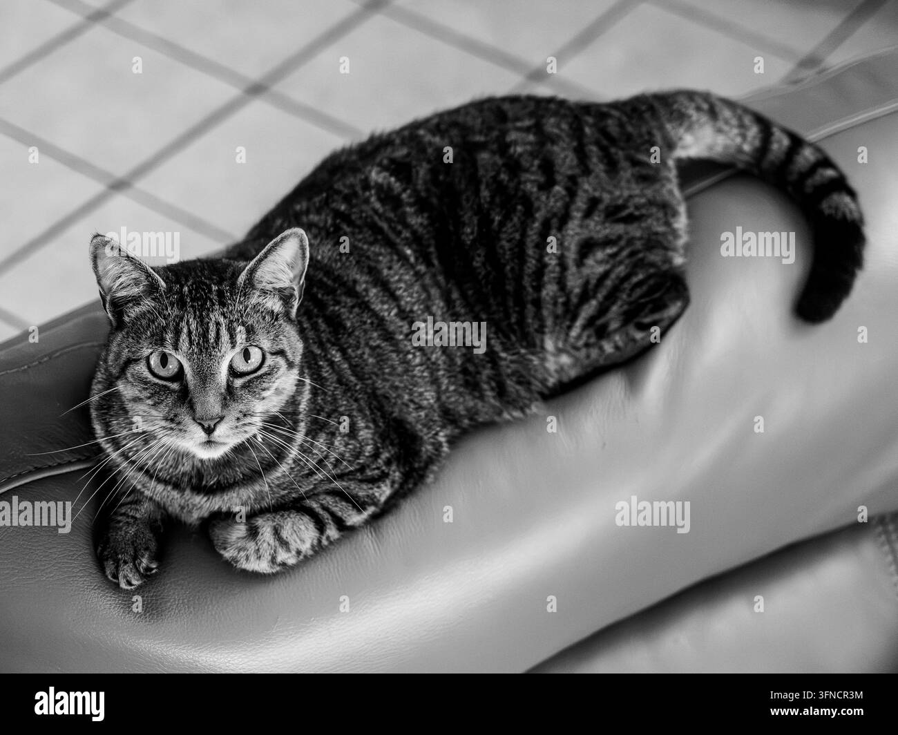 Un gatto tigrato a strisce riposa su un bracciolo di pelle all'interno, fissando direttamente la fotocamera con occhi attenti. Foto Stock