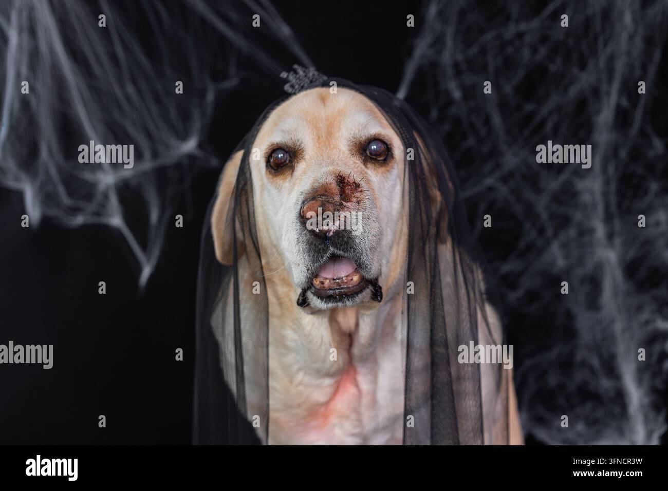 Labrador Retriever anziano con un velo nero di Halloween e una tiara su uno sfondo di ragnatela spettrale. Foto Stock