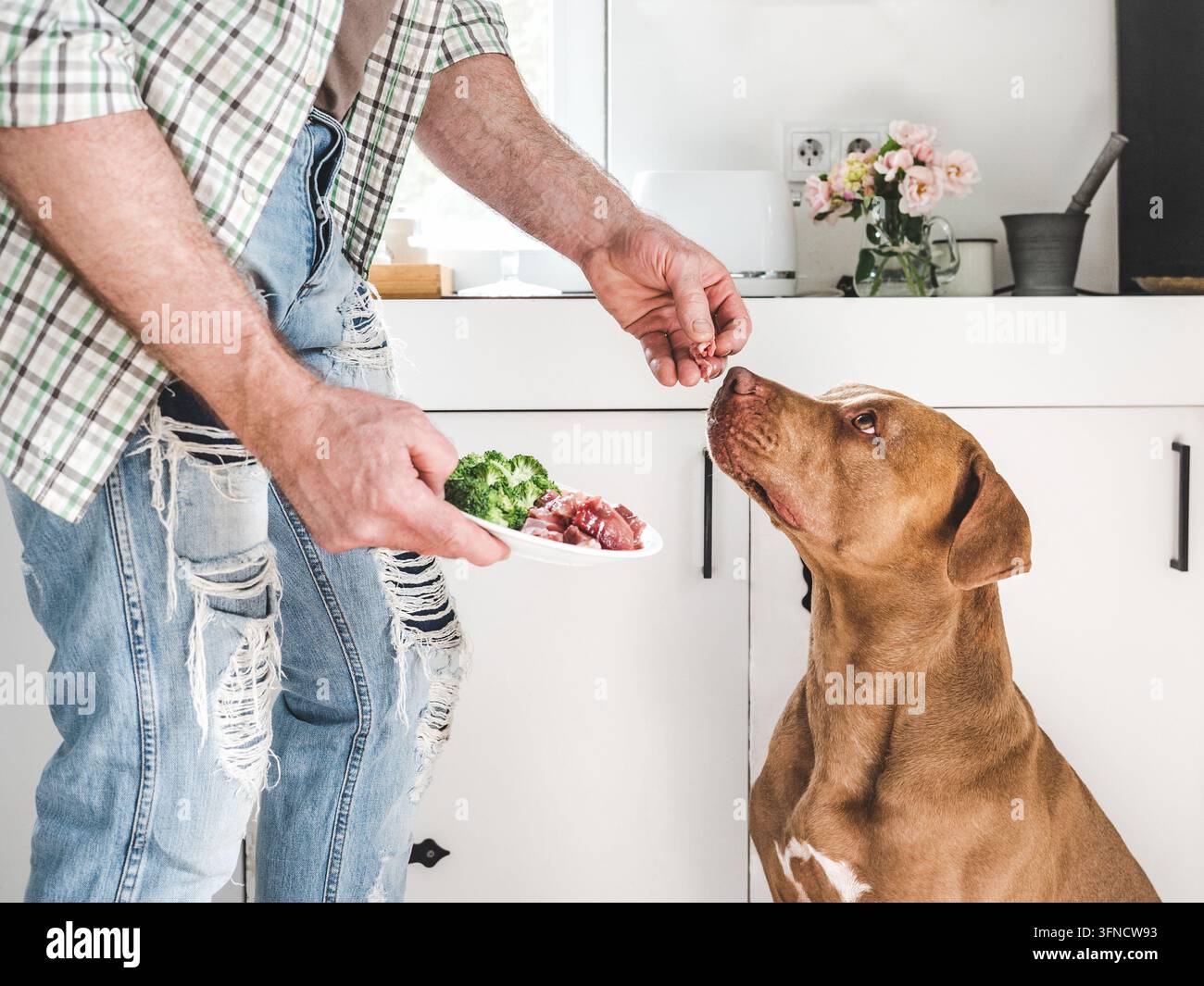 Cane carino che aspetta pazientemente un pasto sano con carne cruda Foto Stock