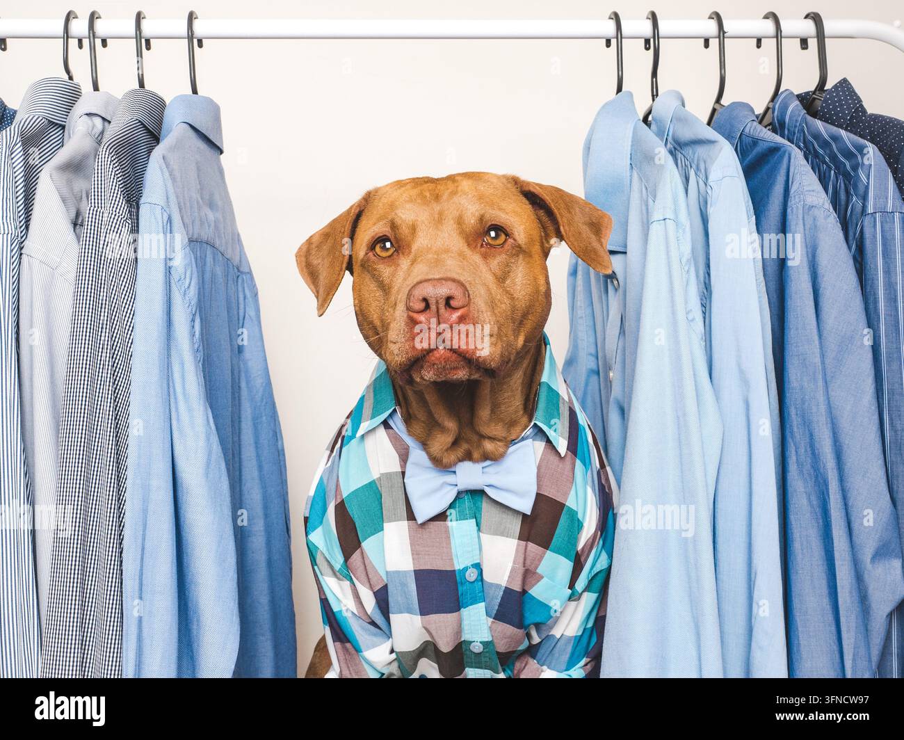 Pitbull carino con un fiocco Foto Stock