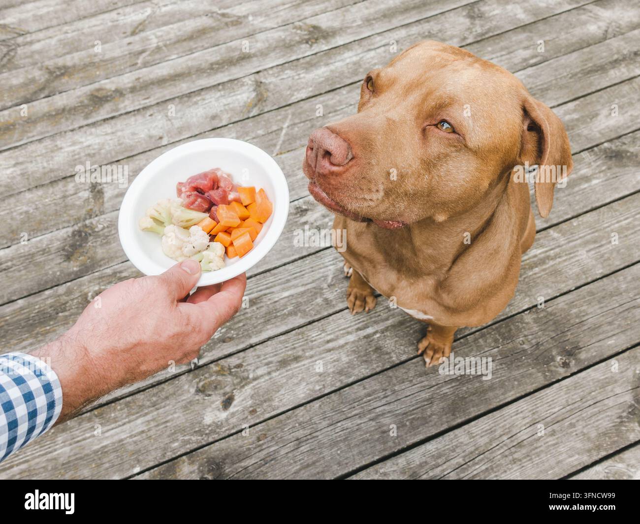 Cane carino che aspetta pazientemente un pasto sano con carne cruda Foto Stock