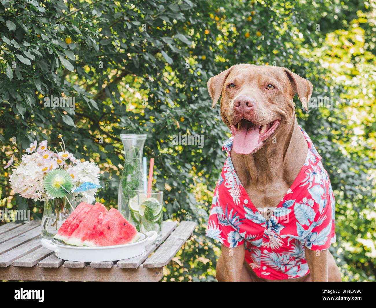 Simpatico American Pitbull con una vivace camicia hawaiana Foto Stock
