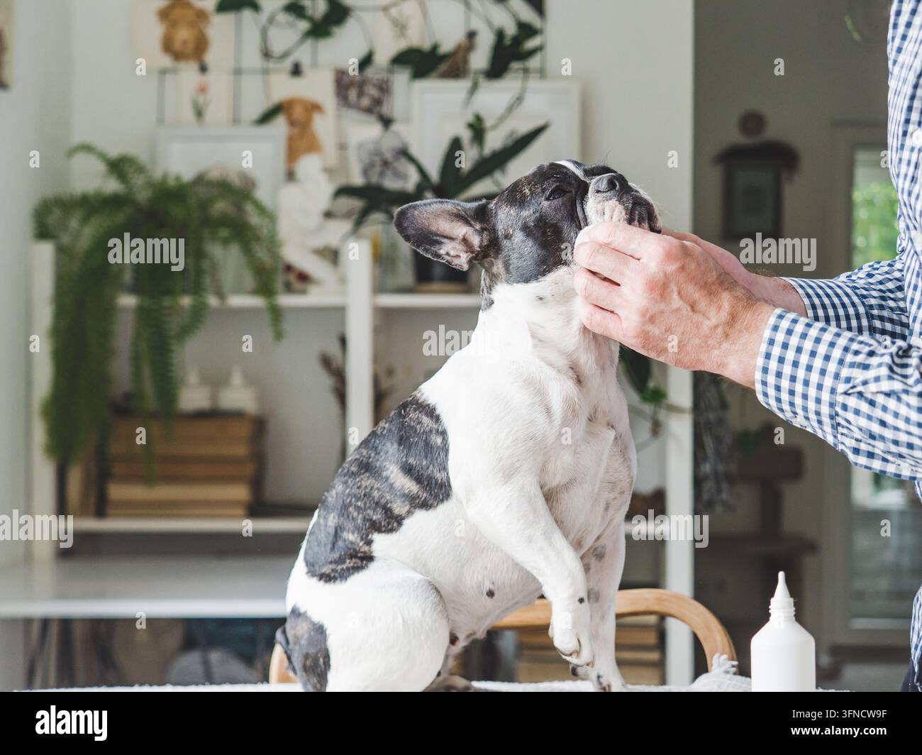 Un proprietario premuroso pulisce gli occhi di un bulldog francese Foto Stock