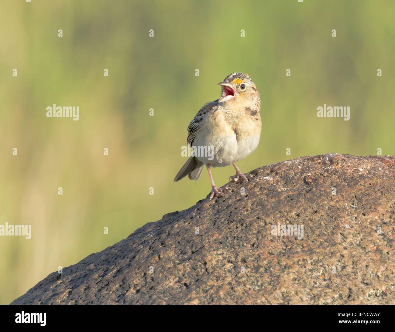 Un passero cavalletta canta dalla cima di un masso. Foto Stock