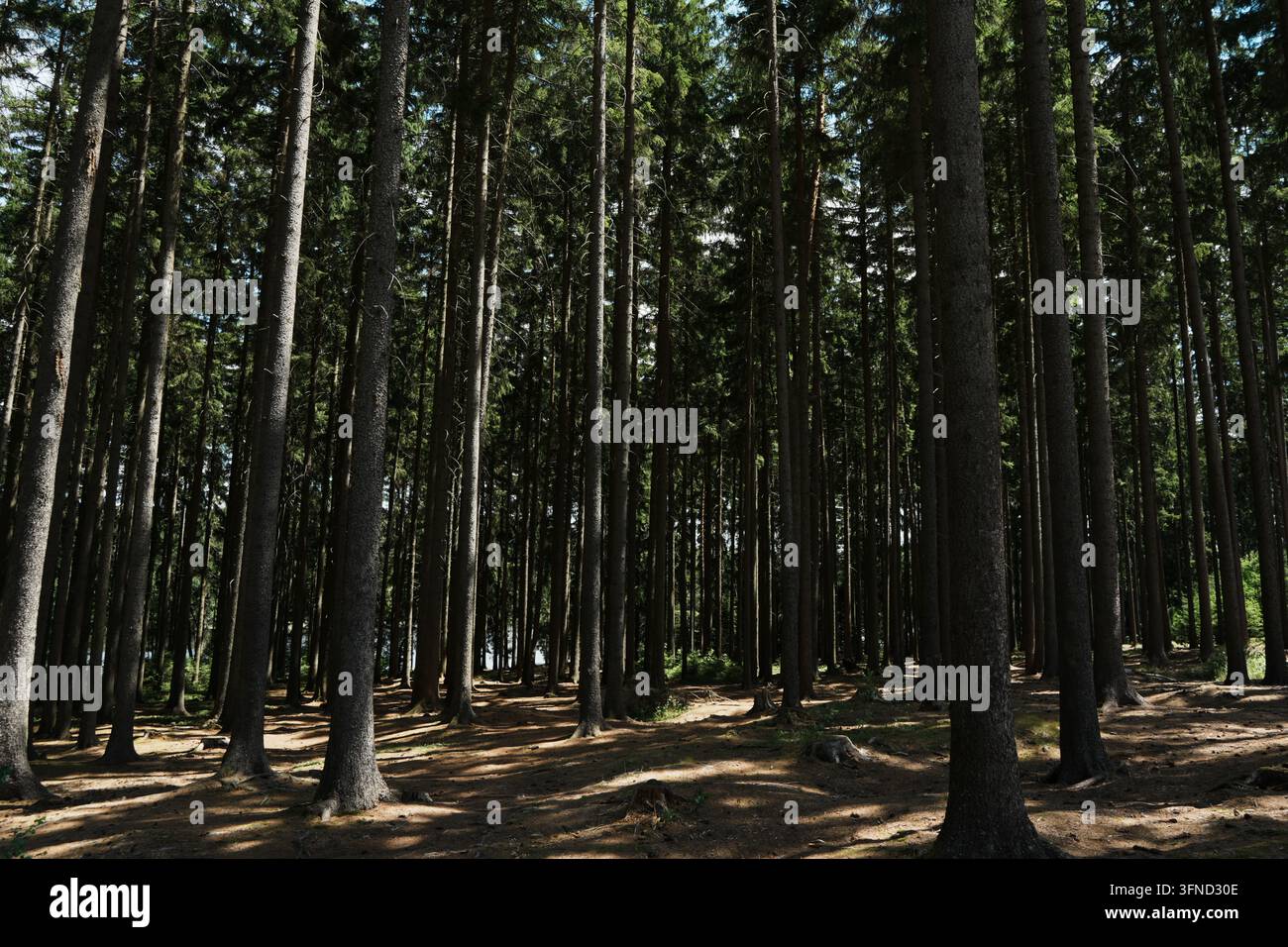 Gli alti pini creano una fitta chioma forestale. La luce del sole filtra attraverso gli alberi, proiettando ombre sul suolo della foresta. Foto Stock