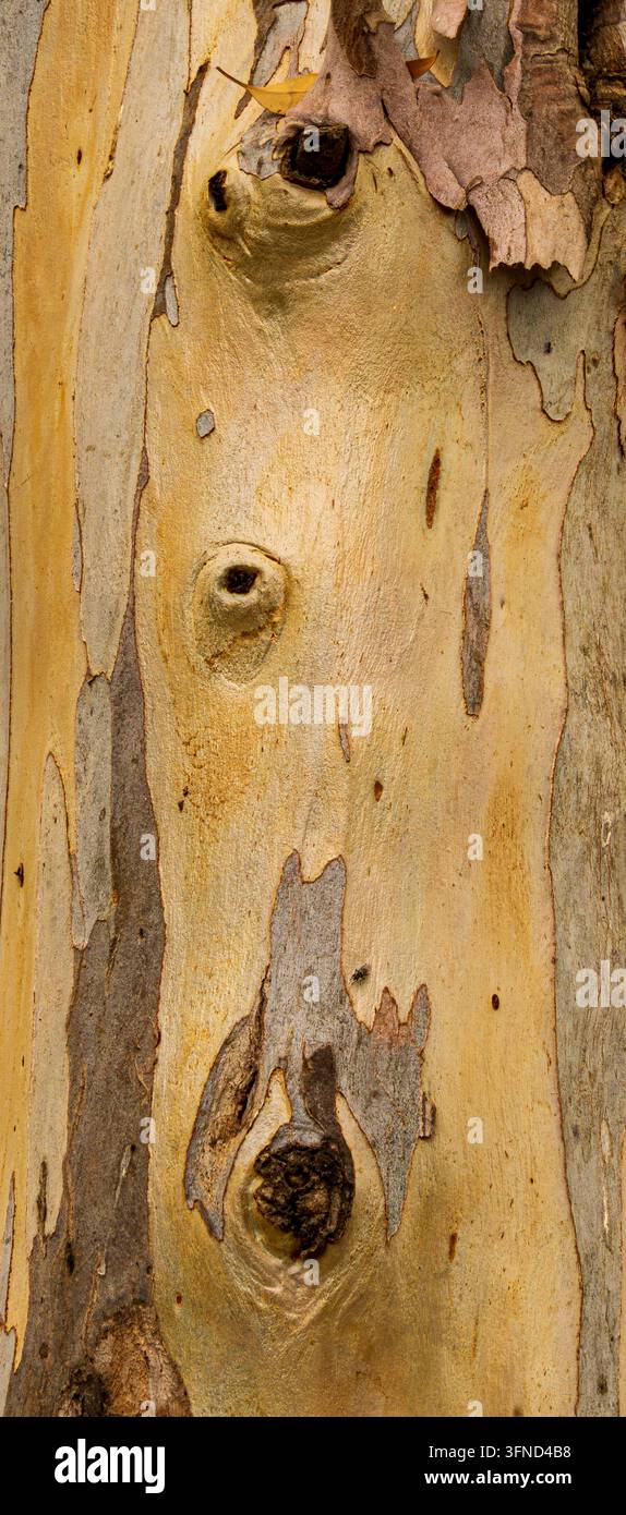 Texture ravvicinata di corteccia di eucalipto scrostata che mostra motivi astratti naturali e toni smorzati al Kibbutz Yizre'el, Israele - 4 Foto Stock