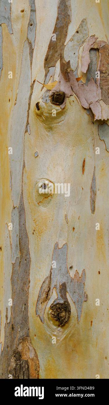 Primo piano della texture della corteccia di eucalipto che si sfalda, mostrando motivi astratti naturali e toni smorzati a Kibbutz Yizre'el, Israele - 5 Foto Stock
