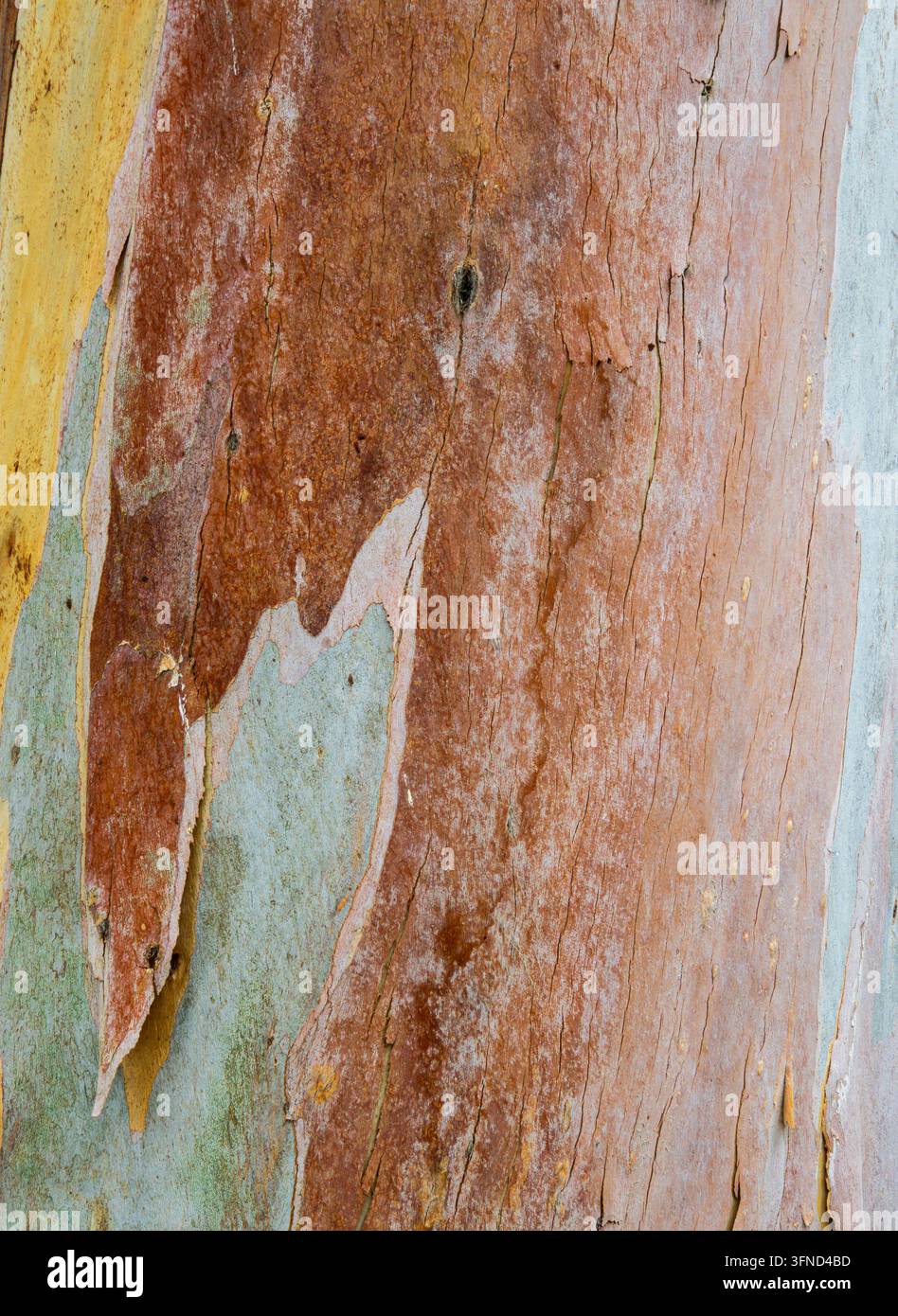 Prima pianura della texture della corteccia di eucalipto che si sfoglia, mostrando motivi astratti naturali e toni smorzati al Kibbutz Yizre'el, Israele - 1 Foto Stock