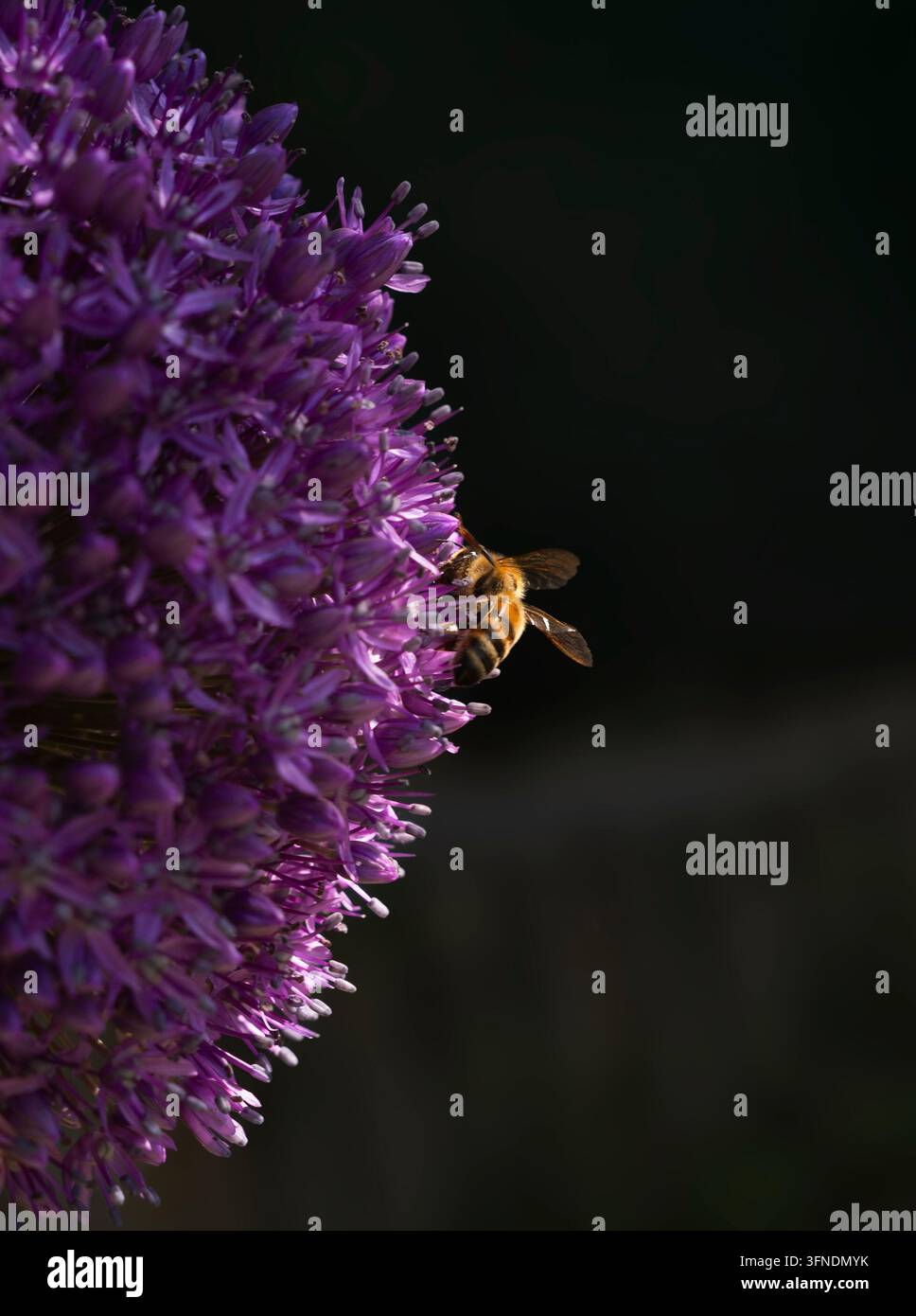 Api, vita sul pianeta Foto Stock