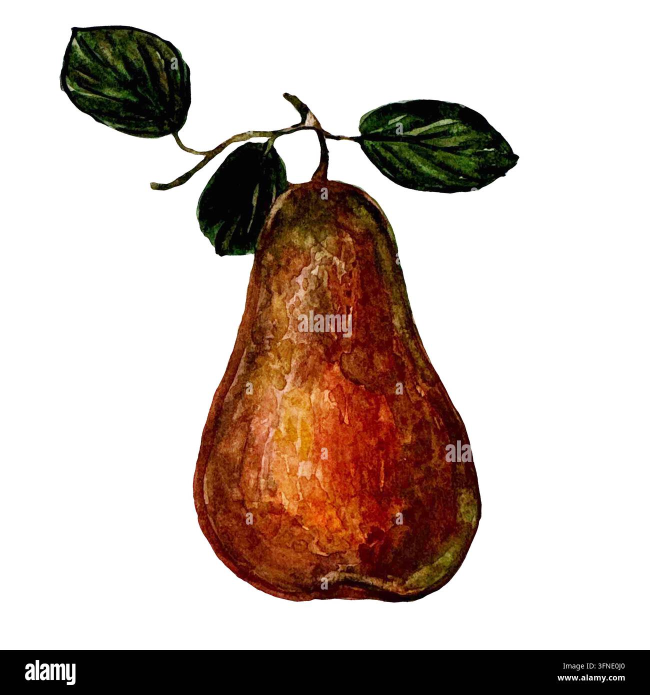 Acquerello Pera Rossa Matura d'Autunno Con Foglie Foto Stock
