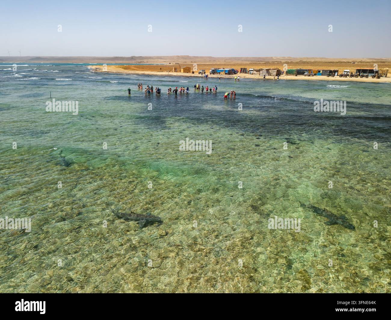 Vista aerea di grandi squali limone che nuotano vicino a un gruppo di turisti nell'oceano poco profondo Foto Stock
