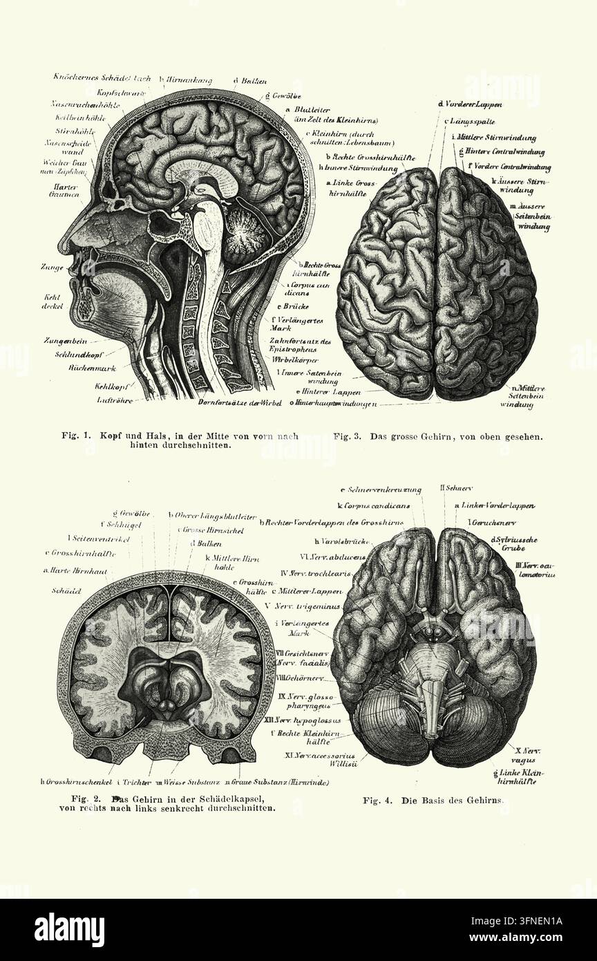 Diagrammi di anatomia del cervello umano, illustrazioni mediche dettagliate, sfondo bianco, incisione del XIX secolo. Foto Stock