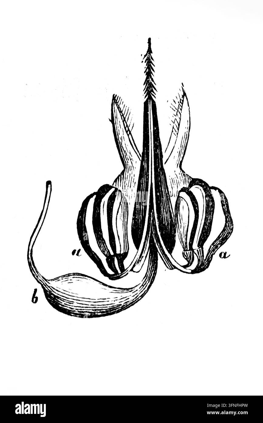 Bee Stinger: Illustrazione anatomica dettagliata dell'apparato velenoso complesso e della punta barbigliata di un'ape, incisione del XIX secolo. Foto Stock