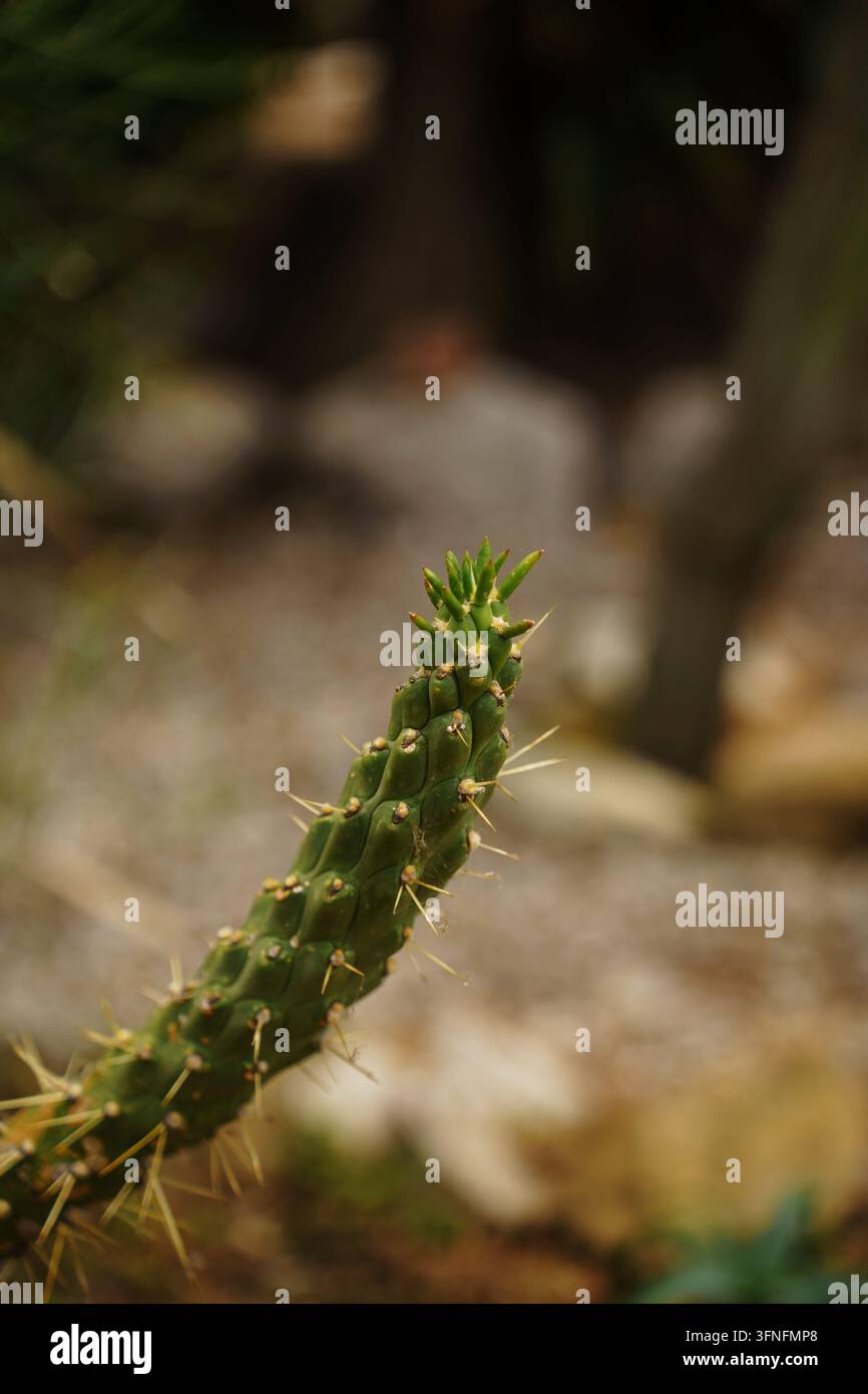 Vista ravvicinata di uno stelo di cactus verde e snello con spine affilate e texture intricate, catturata in un ambiente botanico desertico con texture botanica arida, fotografia naturalistica Foto Stock