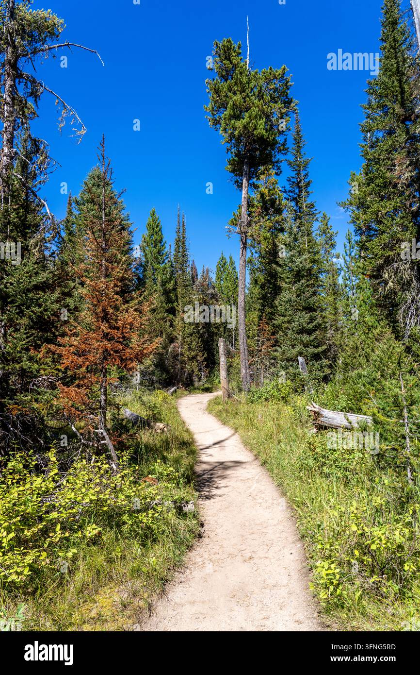 L'inizio del sentiero Lupine Meadows nel parco nazionale di Grand Teton Foto Stock