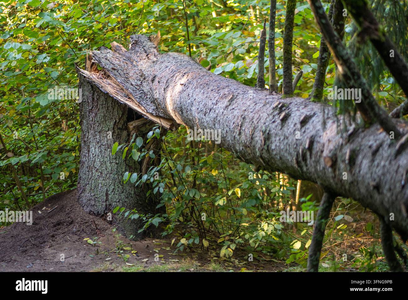 Un tronco d'albero caduto è spezzato e poggia sul suo ceppo in una foresta fitta, mostrando legno scheggiato a causa di danni da tempesta o decadimento naturale Foto Stock