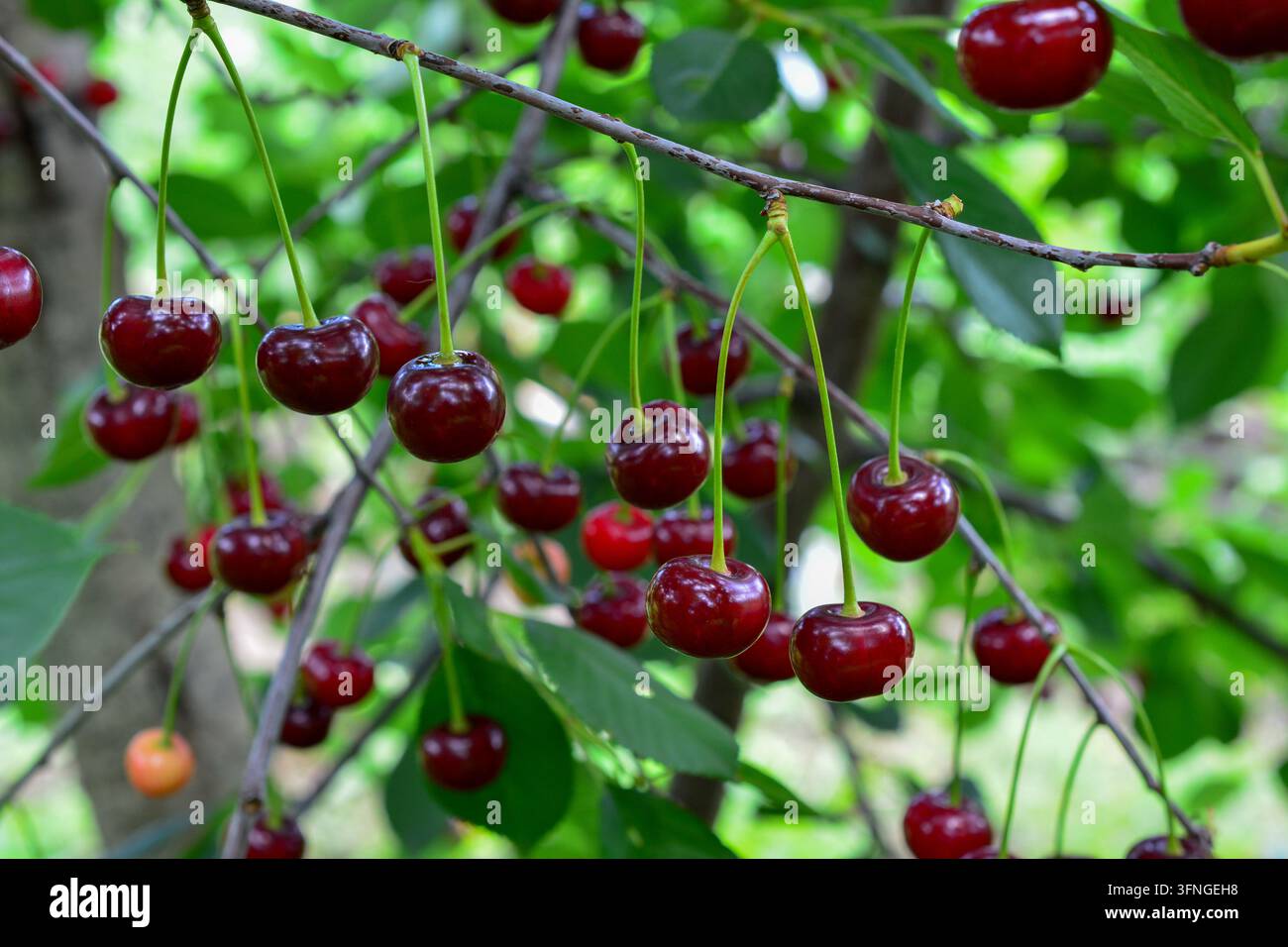 Ciliegie acide mature appese a un ramo di albero in giardino, vista frontale Foto Stock
