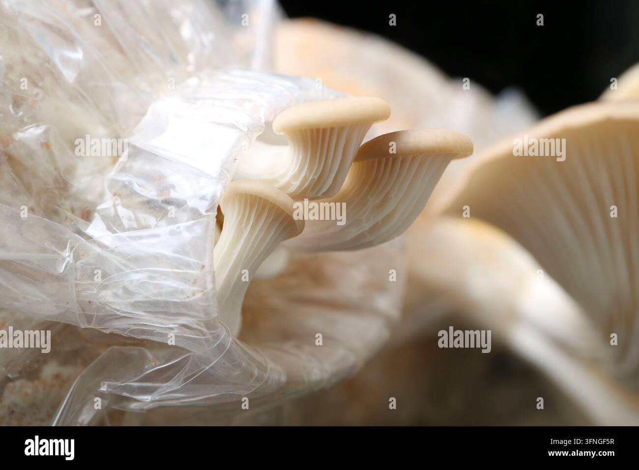 Primo piano di funghi dell'ostrica immaturi in crescita come giardinaggio indoor Foto Stock