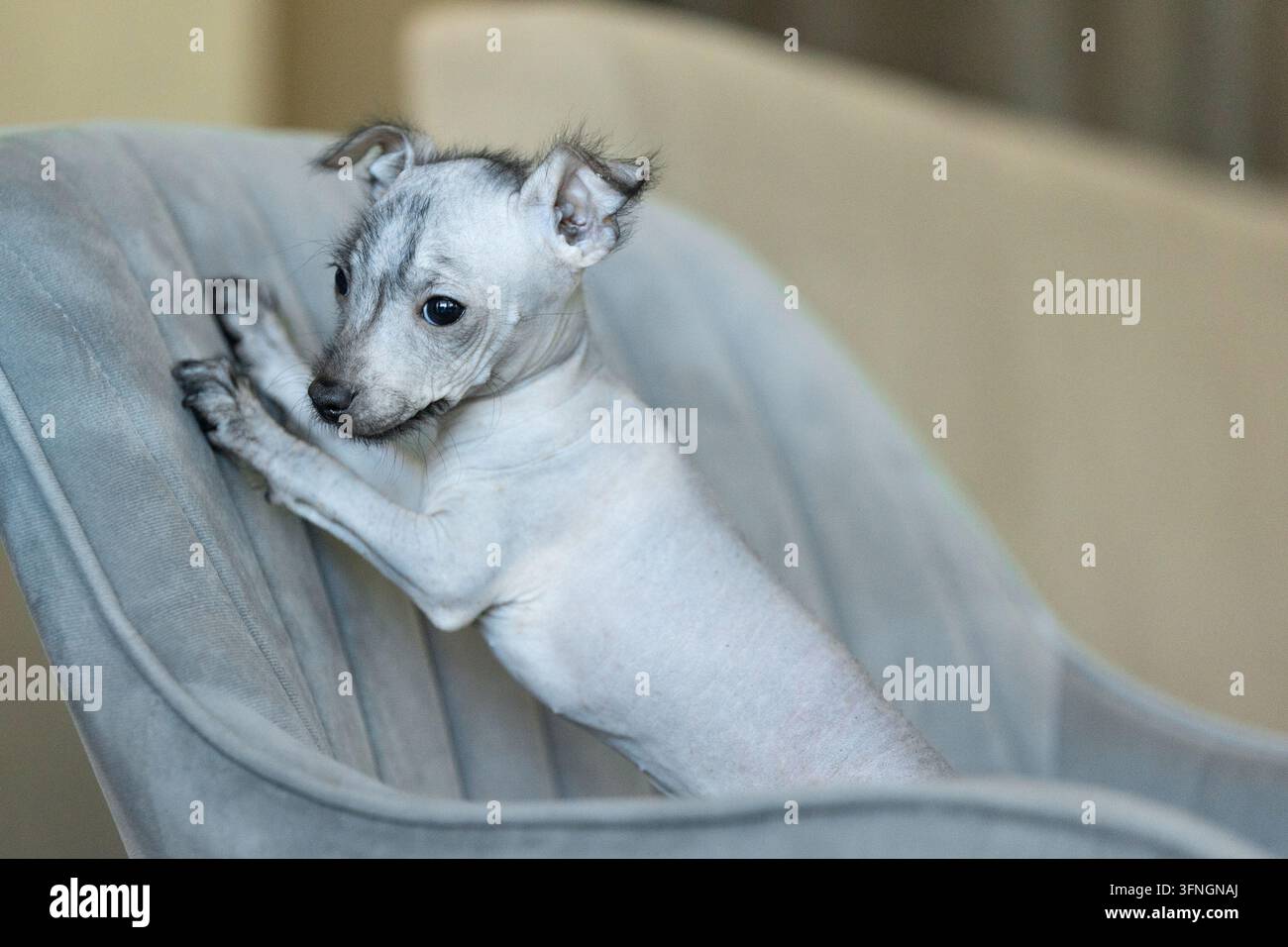 Xoloitzcuintli Xolo Mexican Hairless Dog cucciolo appoggiato con le zampe su una poltrona grigia e guardando con curiosità all'interno Foto Stock