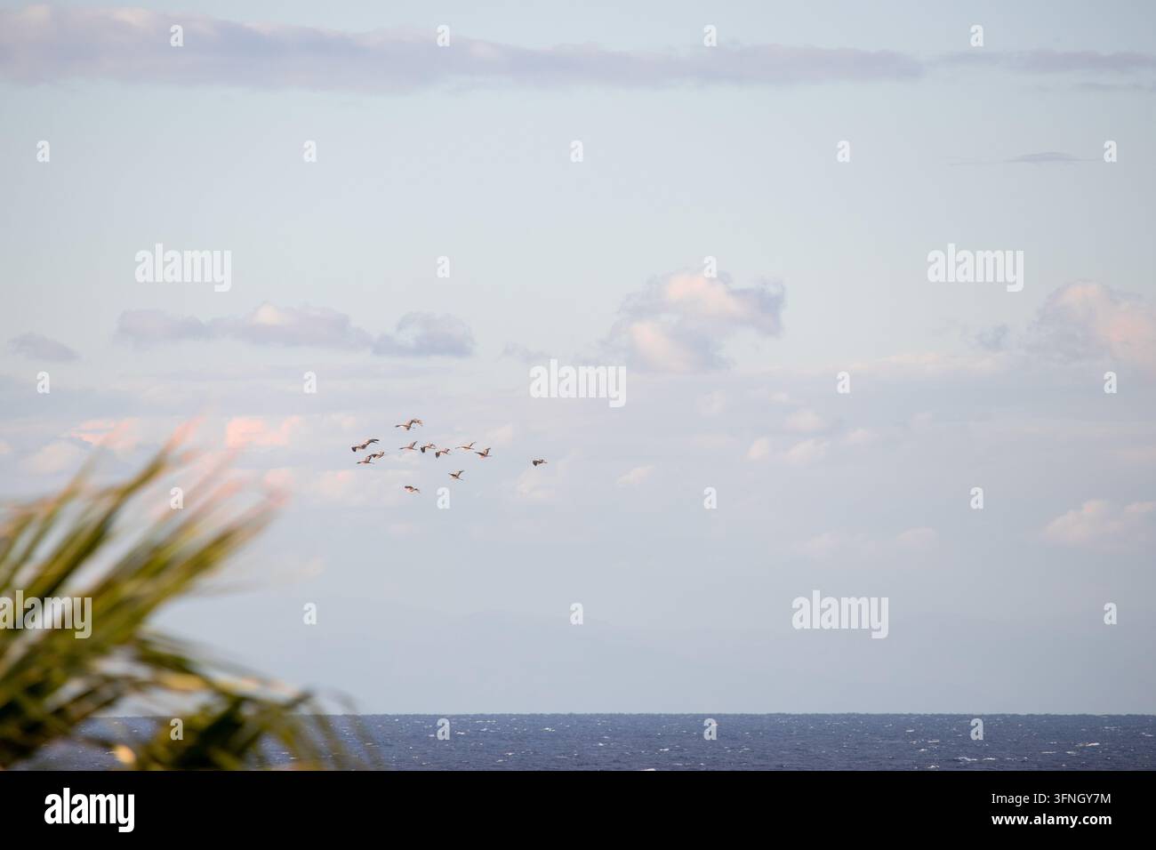 Uno stormo di fenicotteri in volo sopra il mare blu aperto contro un cielo morbido e nuvoloso, con sottili foglie di palma che incorniciano il primo piano Foto Stock