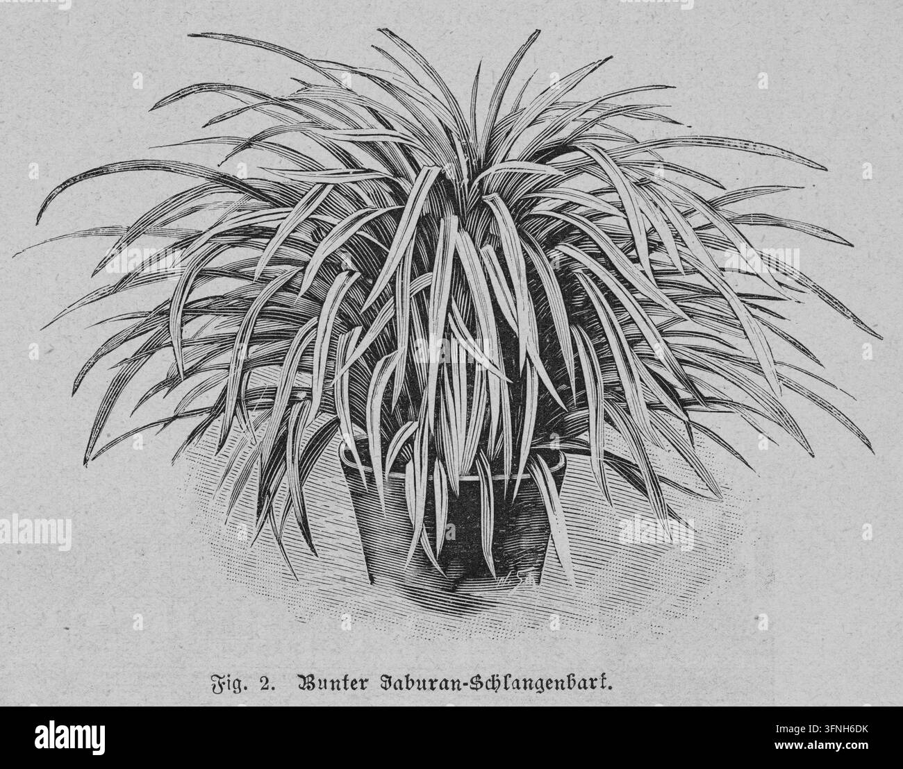 Pianta di Lilyturf variegata in vaso, illustrazione botanica dettagliata, sfondo bianco, incisione del XIX secolo. Foto Stock