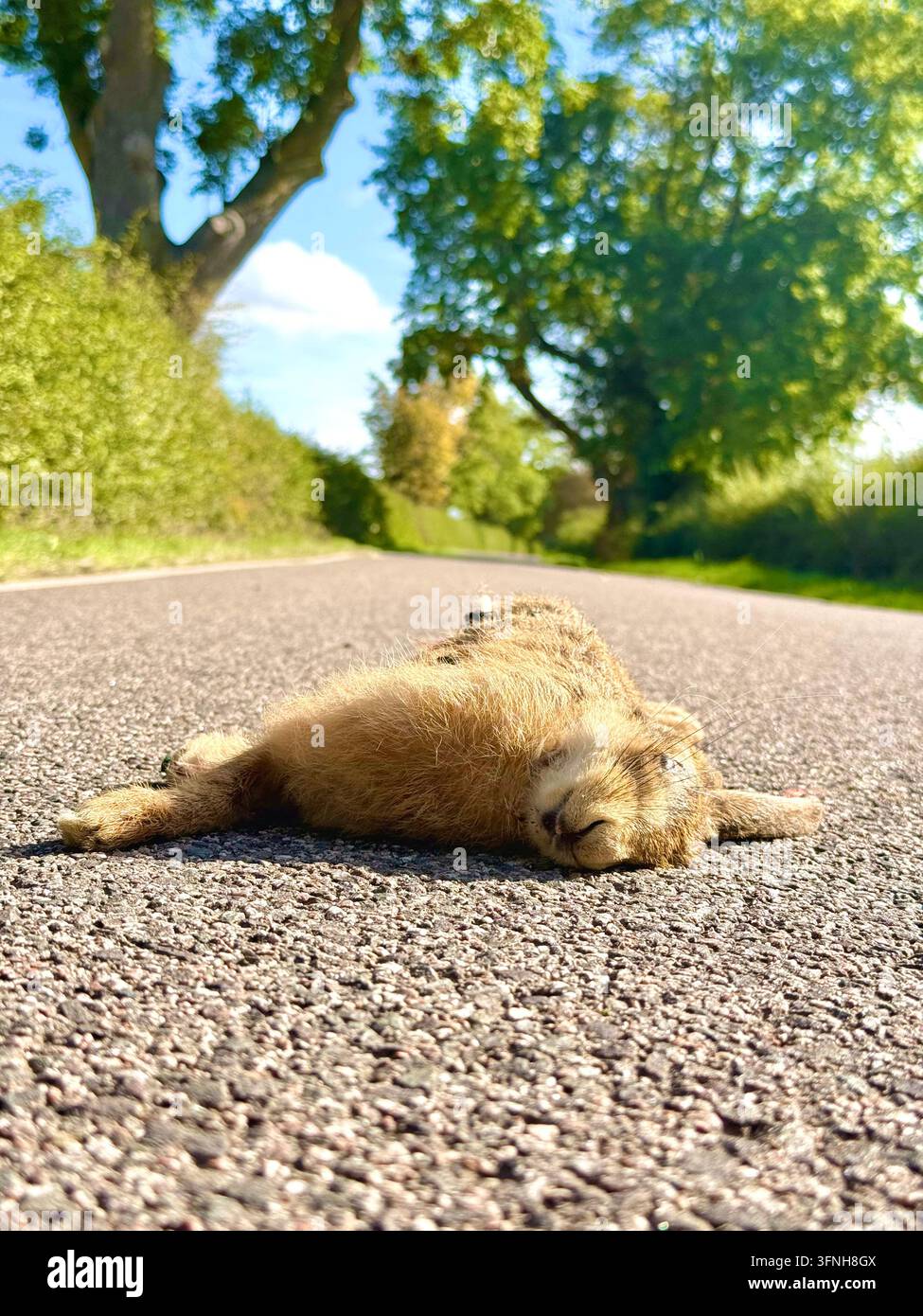 Coniglio investito su una strada di campagna in Inghilterra, Regno Unito Foto Stock