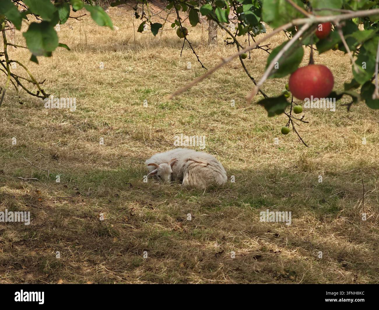 Fotografia di paesaggio campestre tranquillo con una pecora domestica solitaria che pascola pacificamente all'ombra di un melo maturo carico di frutti - Immagine stock catturata con smartphone