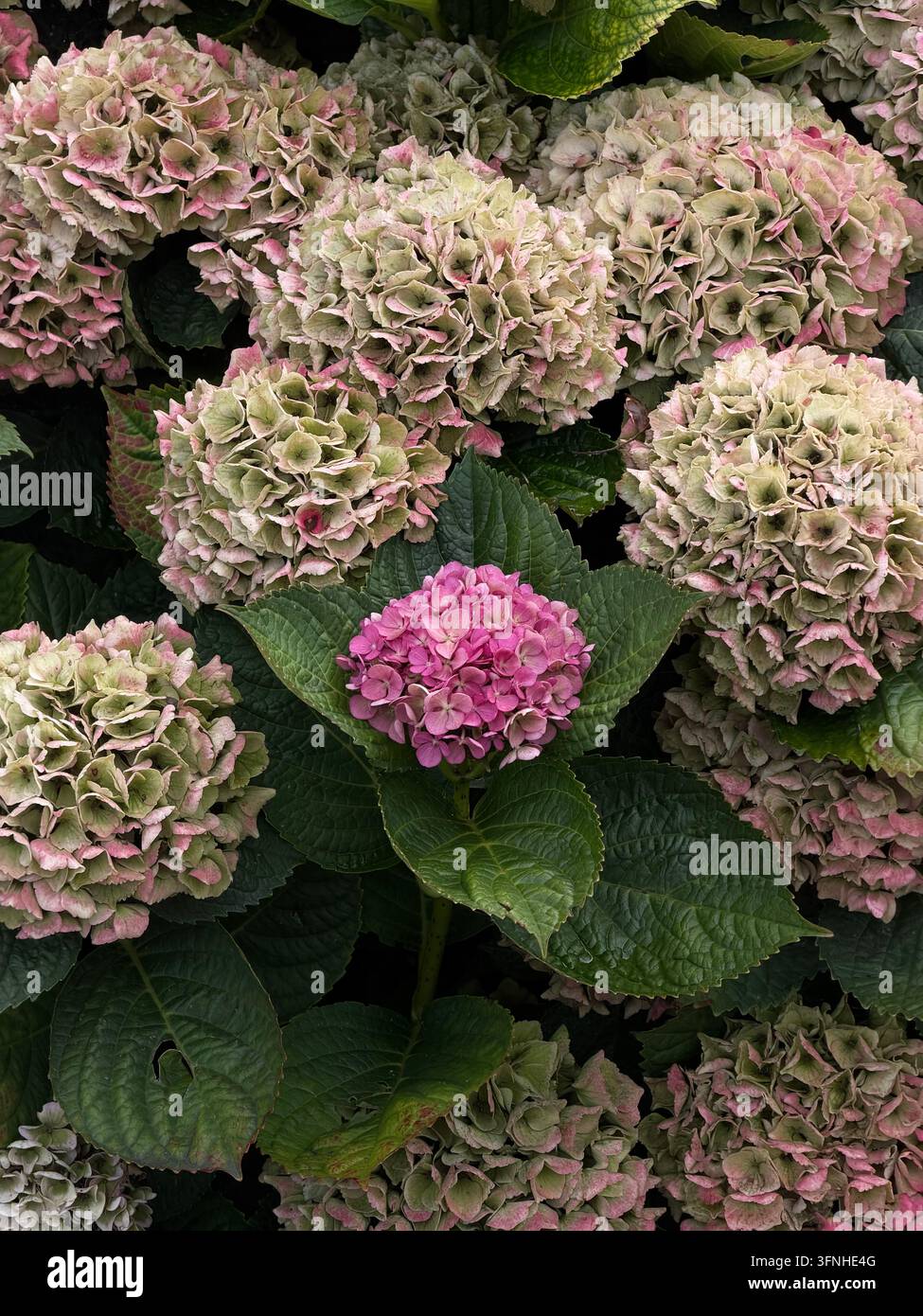 Primo piano di fiori di ortensia in fiore nei toni del rosa tenue, bianco e verde Foto Stock