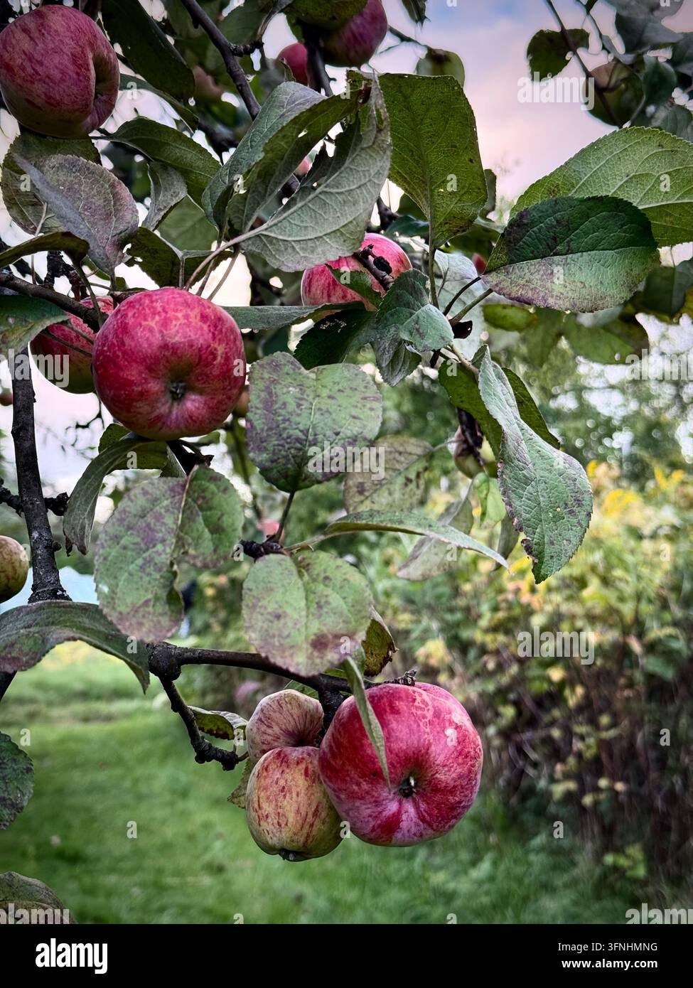 Primo piano di mele rosse a strisce mature appese ai rami frondosi di un frutteto durante la stagione della raccolta autunnale - Immagine stock catturata con smartphone