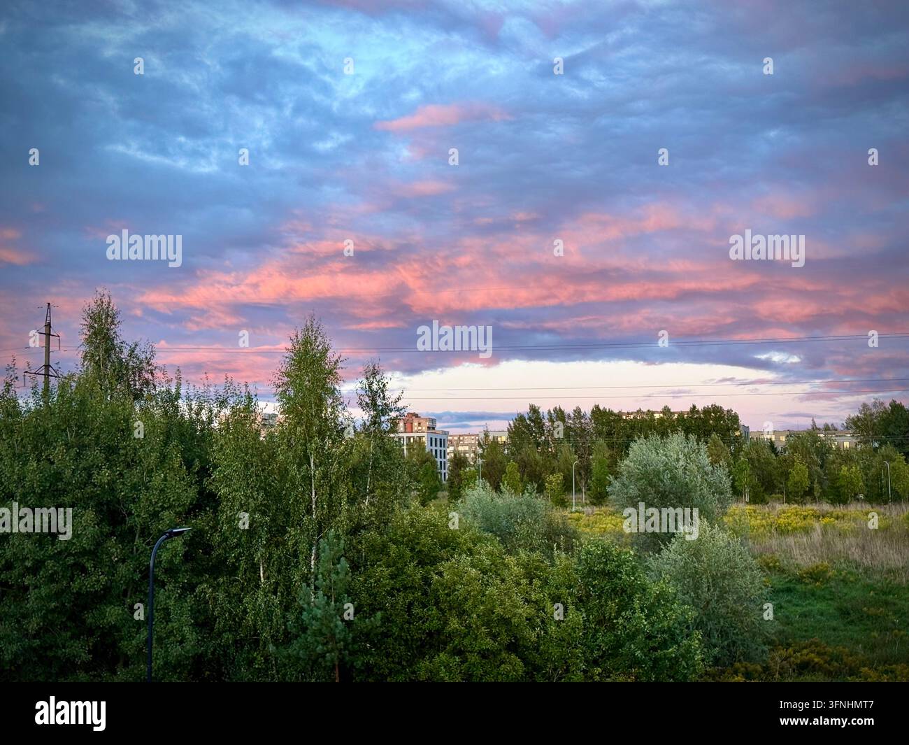un cielo al tramonto vibrante di rosa e blu sopra alberi verdi e una prateria suburbana in un parco urbano al crepuscolo. - Immagine stock catturata con smartphone