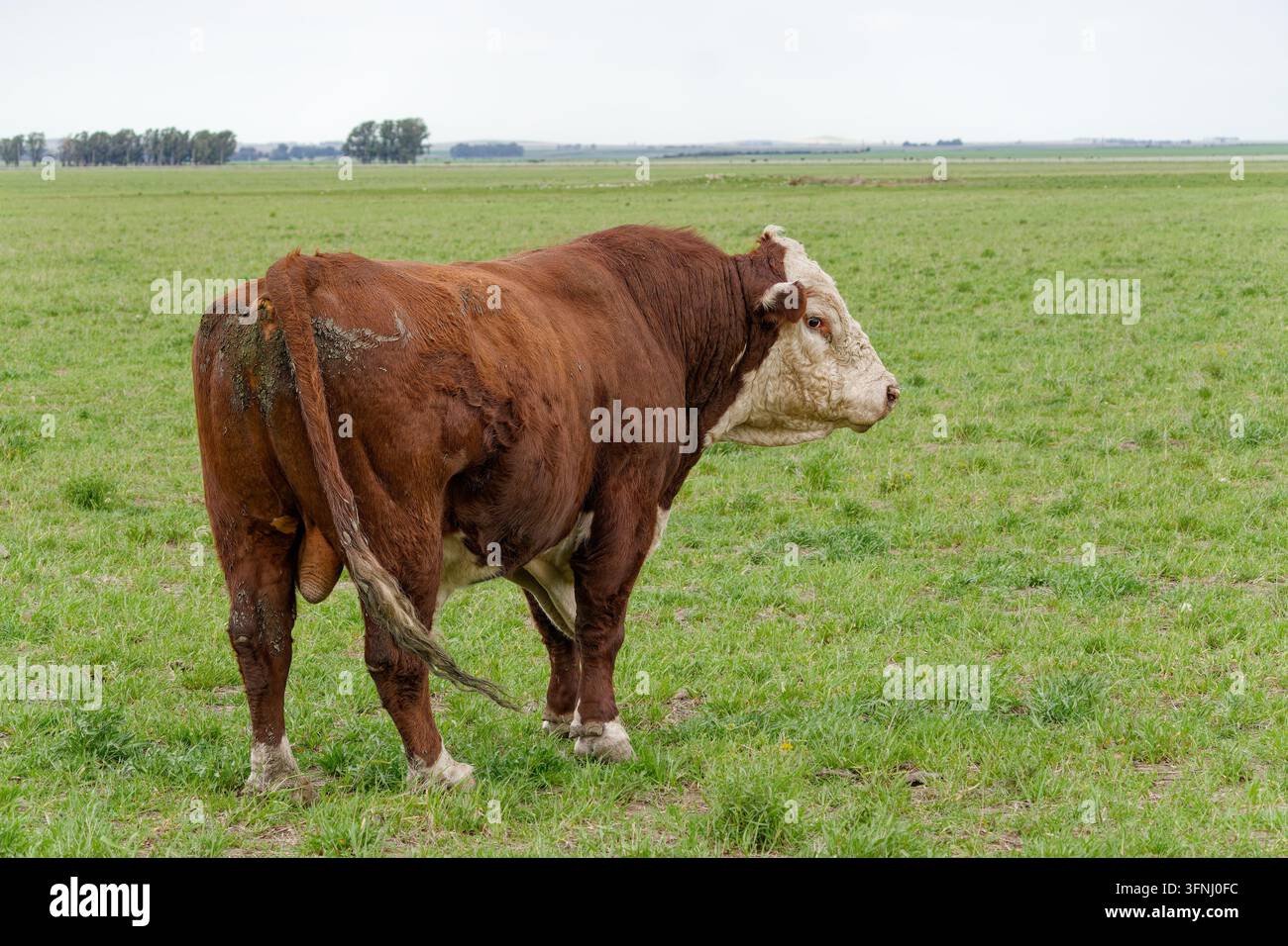 Grande toro in piedi in un campo rurale, di spalle ma con la testa girata Foto Stock